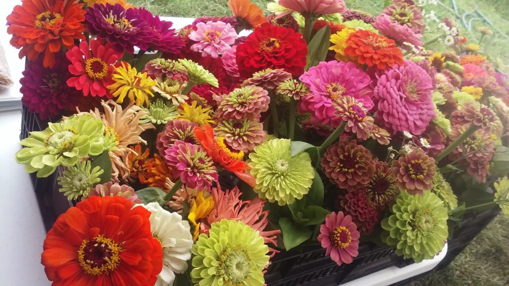 Zinna Bouquets Ready for Market